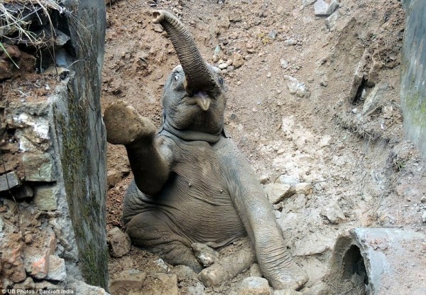 Elefante1