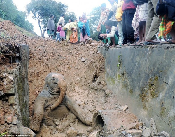 Elefante2