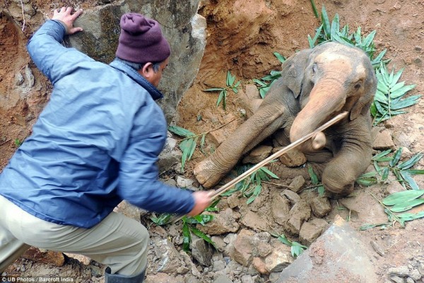 Elefante5
