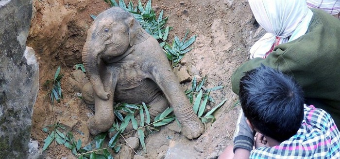 Elefante6