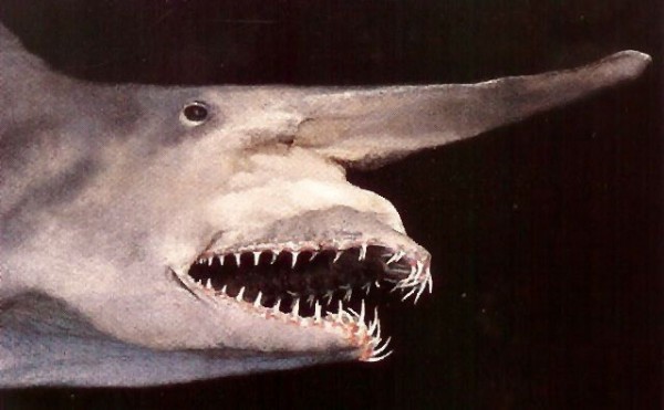 animales-raros-22