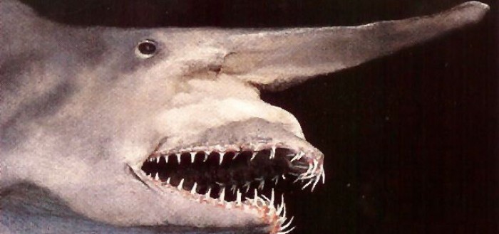 animales-raros-22