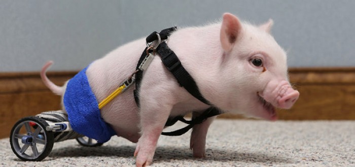 animales-discapacitados-15