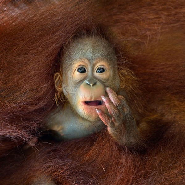 concurso-mundial-fotografia-sony-13