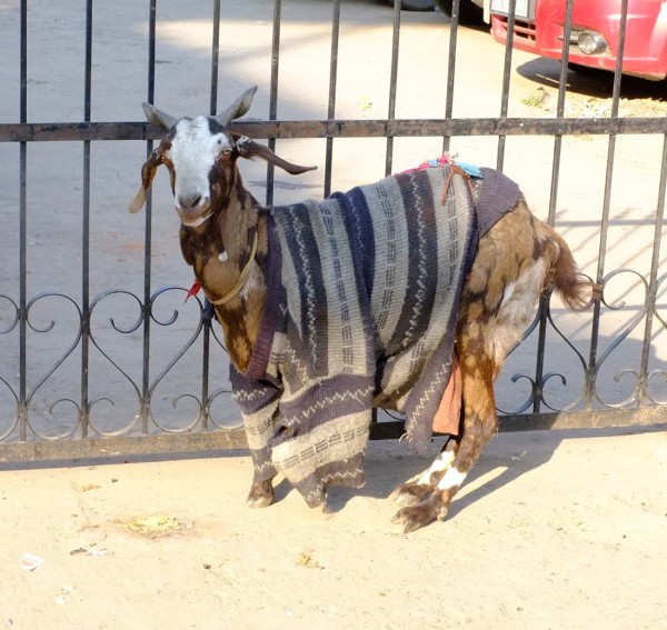 goatsweat10