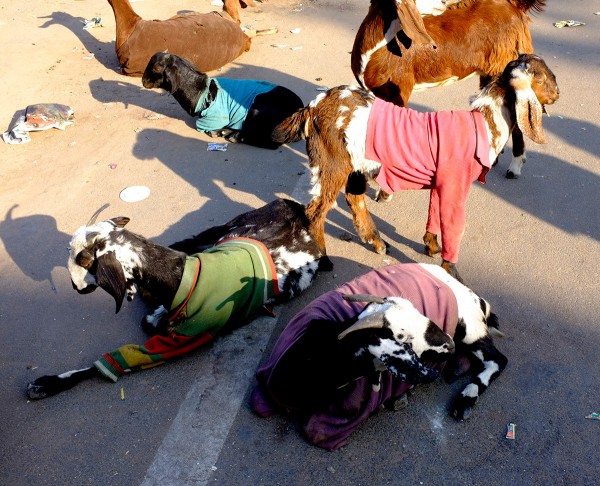 goatsweat11