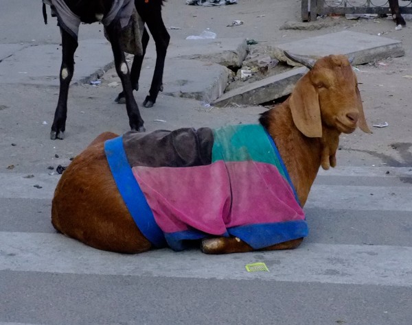 goatsweat12