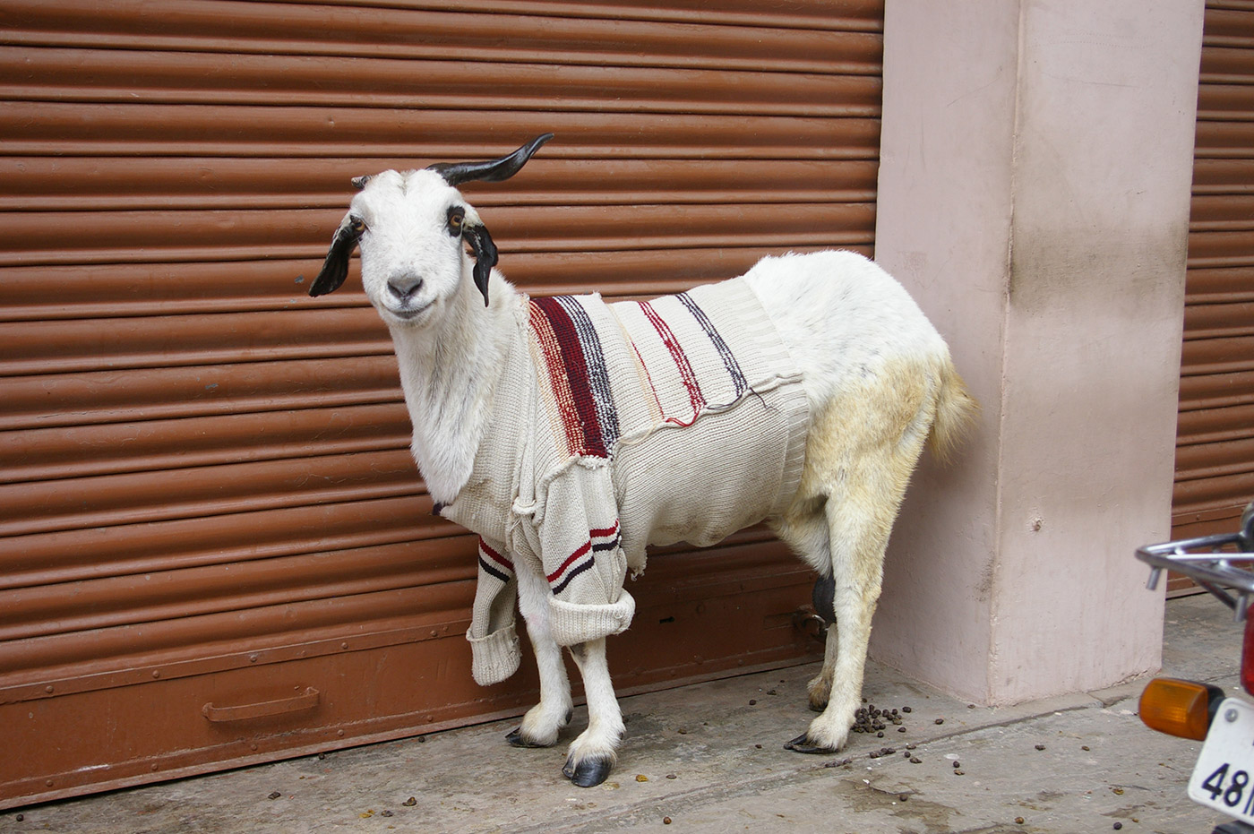 goatsweat3