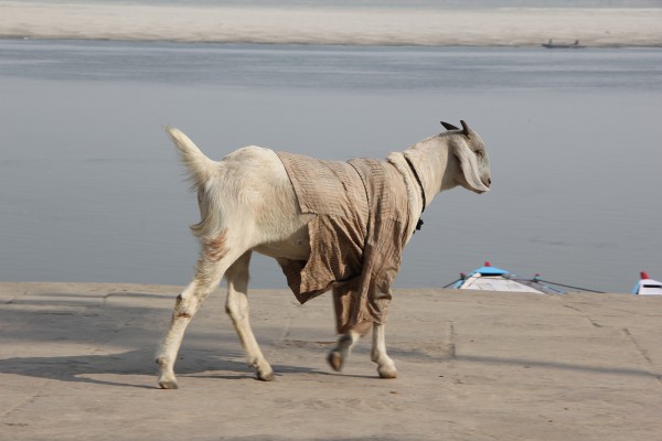 goatsweat31