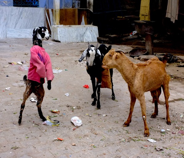 goatsweat9
