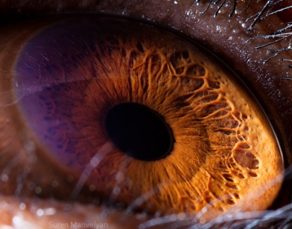 ojos-de-animales-00