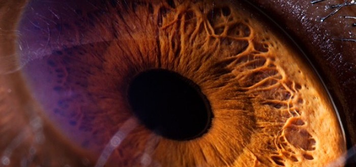 ojos-de-animales-00