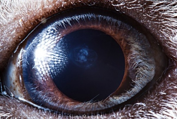 ojos-de-animales-01