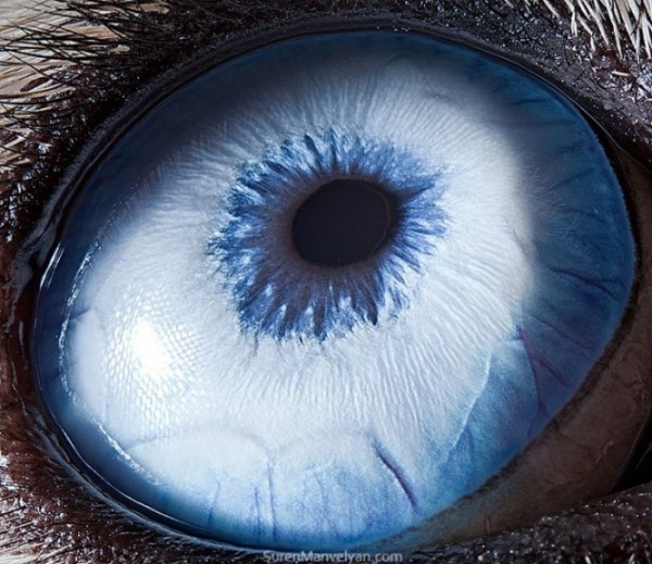 ojos-de-animales-02