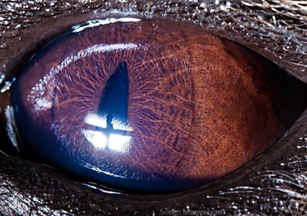 ojos-de-animales-03