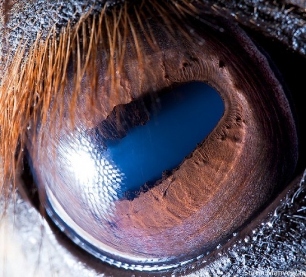 ojos-de-animales-04