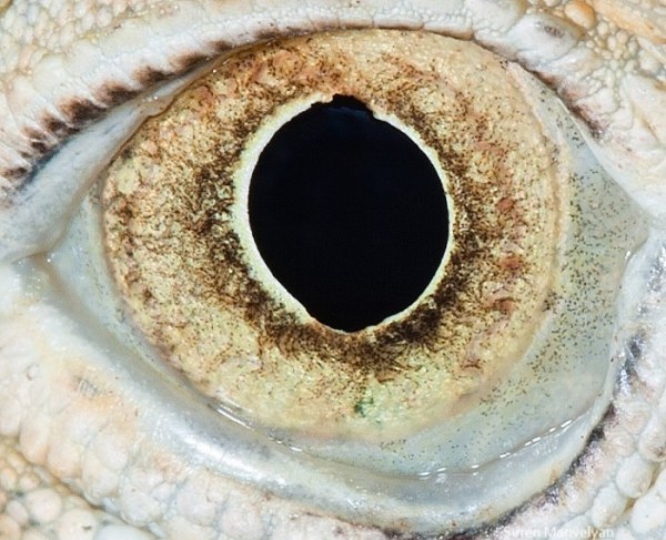 ojos-de-animales-05
