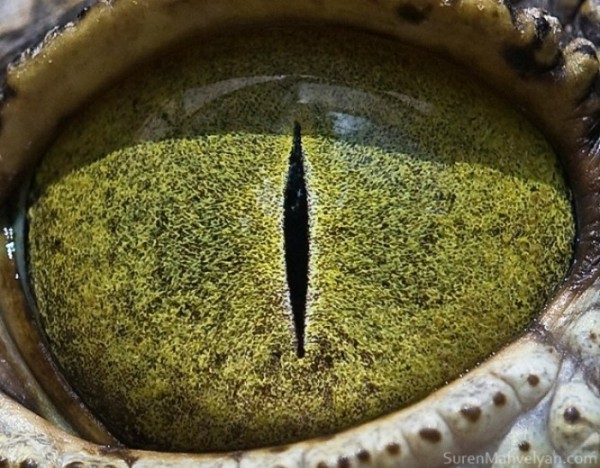 ojos-de-animales-06