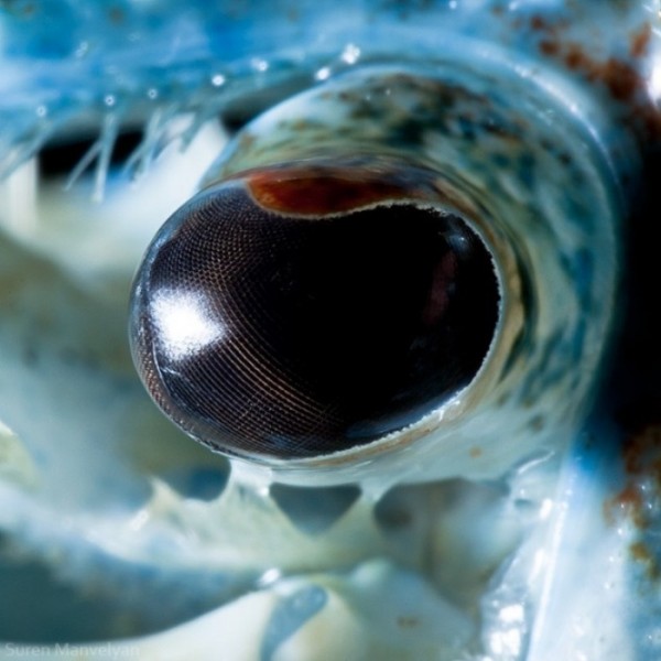 ojos-de-animales-08