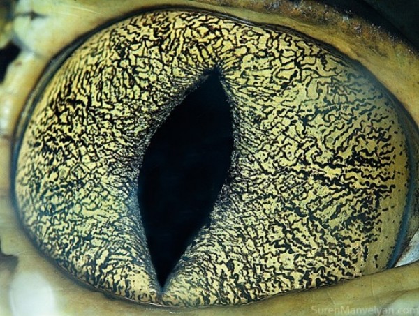 ojos-de-animales-09