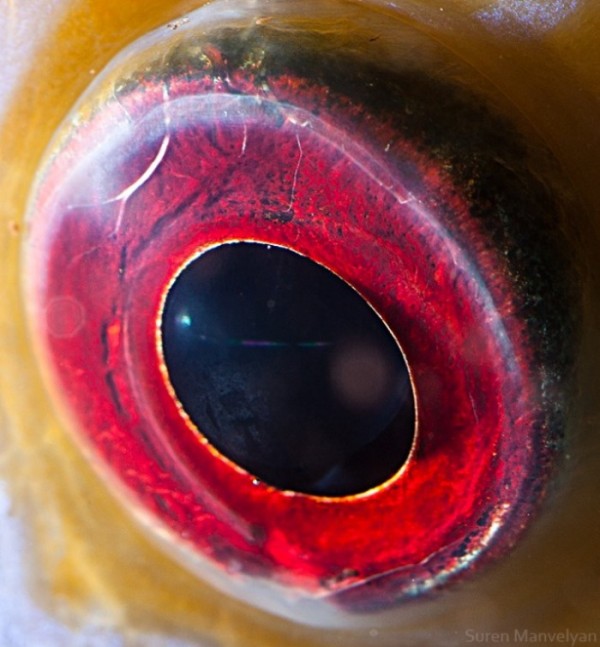 ojos-de-animales-11