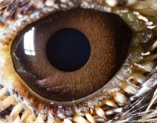 ojos-de-animales-12
