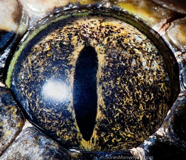 ojos-de-animales-13