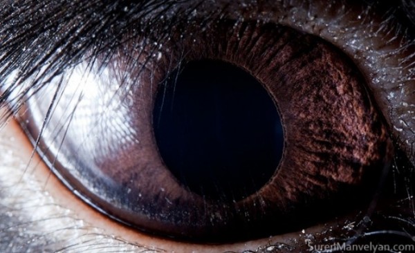 ojos-de-animales-14