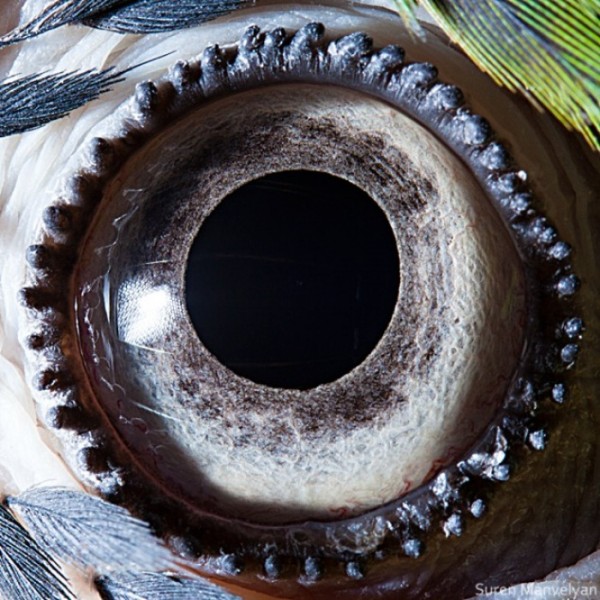 ojos-de-animales-15