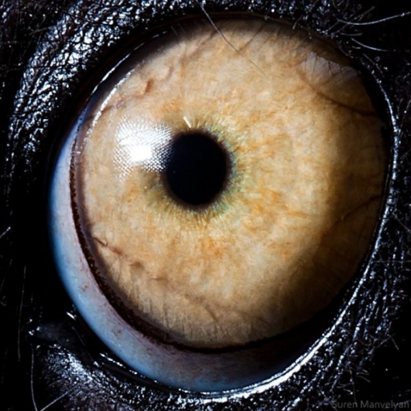 ojos-de-animales-16