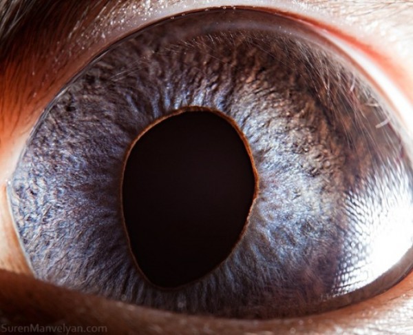 ojos-de-animales-17