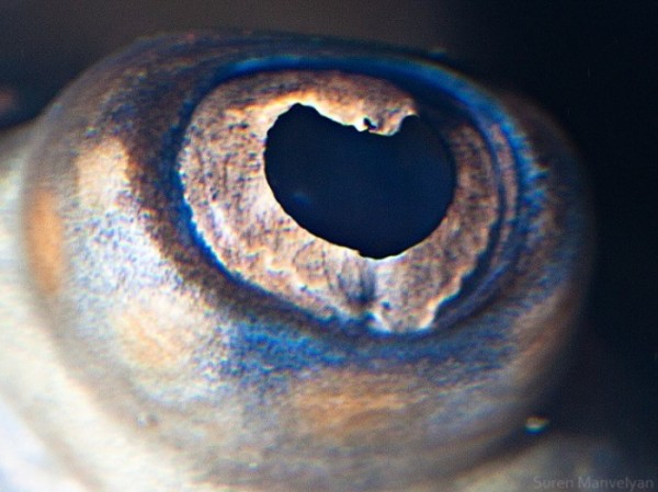 ojos-de-animales-19
