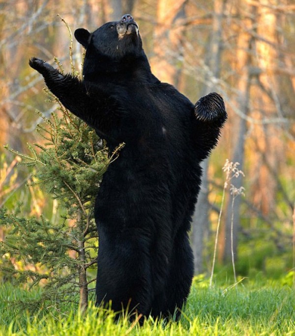 osos-graciosos-haciendo-cosas-de-humanos-11