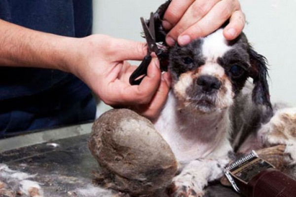 perro-callejero-sucio-06