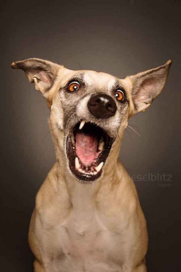retratos-de-perros-00