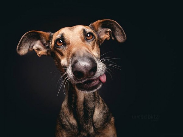 retratos-de-perros-01