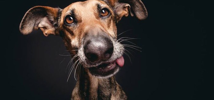 retratos-de-perros-01