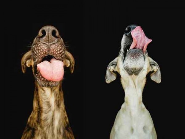 retratos-de-perros-02