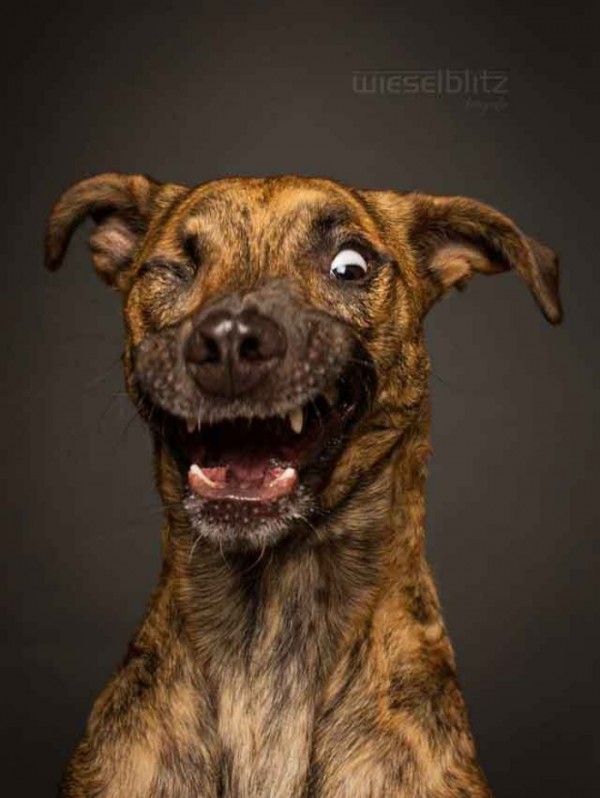 retratos-de-perros-03