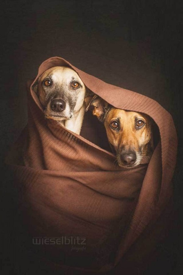 retratos-de-perros-05