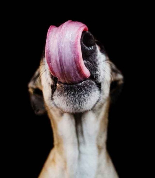 retratos-de-perros-06