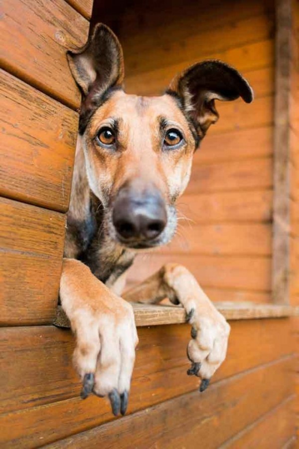 retratos-de-perros-07