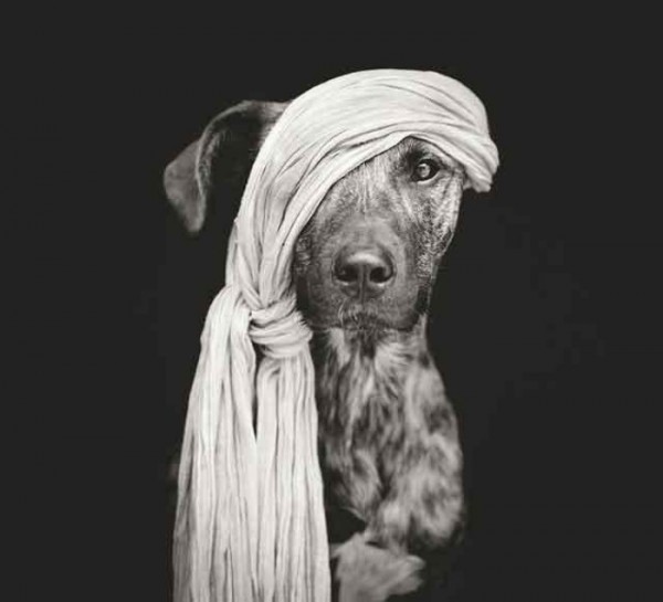 retratos-de-perros-08