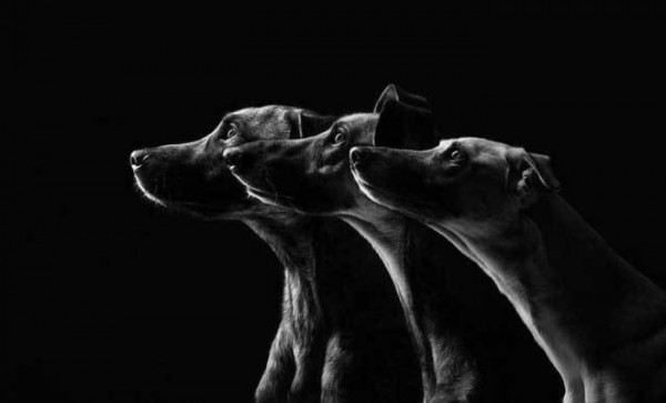 retratos-de-perros-09