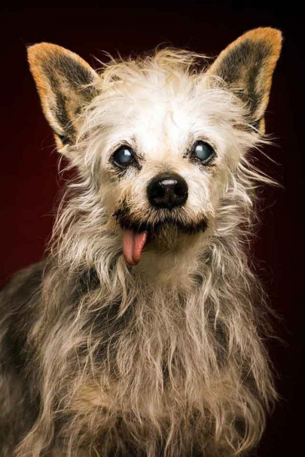 retratos-de-perros-10