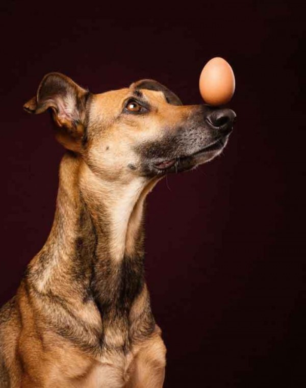 retratos-de-perros-13