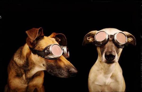 retratos-de-perros-14