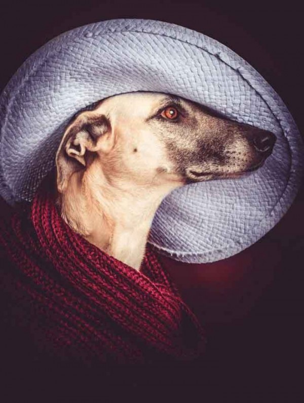 retratos-de-perros-16