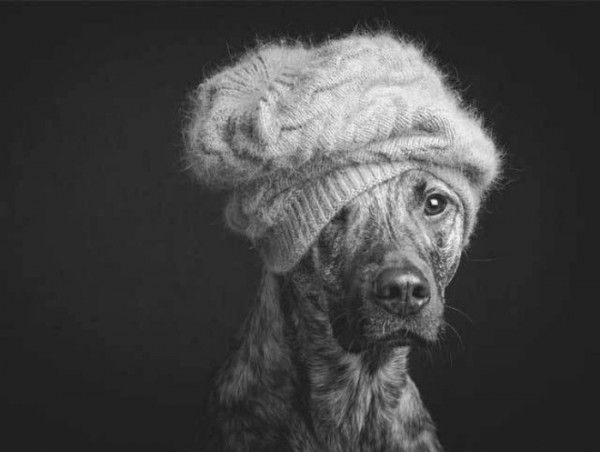retratos-de-perros-17