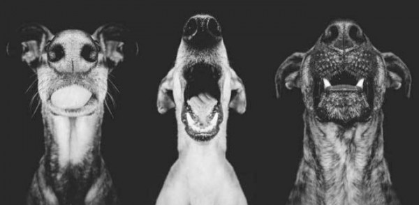 retratos-de-perros-18